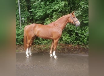 Hannoveriano, Caballo castrado, 7 años, 178 cm, Alazán