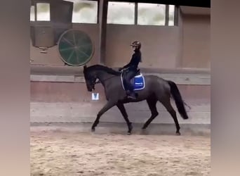 Hannoveriano, Caballo castrado, 7 años, 178 cm, Negro