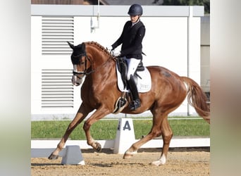 Hannoveriano, Caballo castrado, 7 años, 179 cm, Alazán