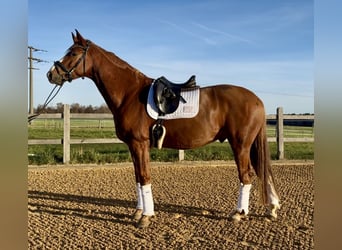Hannoveriano, Caballo castrado, 7 años, 179 cm, Alazán
