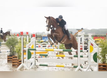 Hannoveriano, Caballo castrado, 7 años, 179 cm, Alazán