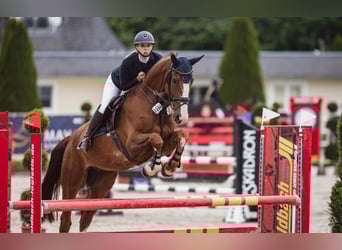 Hannoveriano, Caballo castrado, 7 años, 179 cm, Alazán