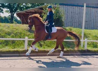 Hannoveriano, Caballo castrado, 7 años, 180 cm, Alazán