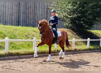 Hannoveriano, Caballo castrado, 7 años, 180 cm, Alazán