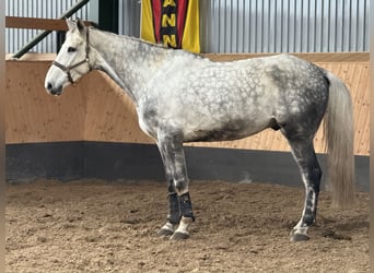 Hannoveriano, Caballo castrado, 7 años, 182 cm, Tordo rodado