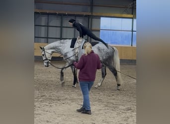 Hannoveriano, Caballo castrado, 7 años, 182 cm, Tordo rodado