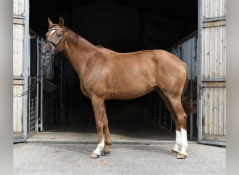 Hannoveriano, Caballo castrado, 8 años, 163 cm, Alazán