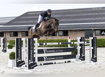 Hannoveriano, Caballo castrado, 8 años, 163 cm