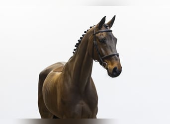 Hannoveriano, Caballo castrado, 8 años, 163 cm