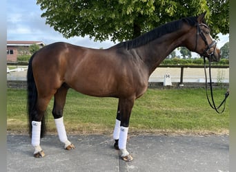Hannoveriano, Caballo castrado, 8 años, 163 cm, Castaño