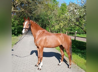 Hannoveriano, Caballo castrado, 8 años, 164 cm, Alazán
