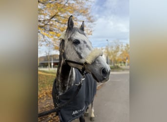 Hannoveriano, Caballo castrado, 8 años, 164 cm, Tordo rodado