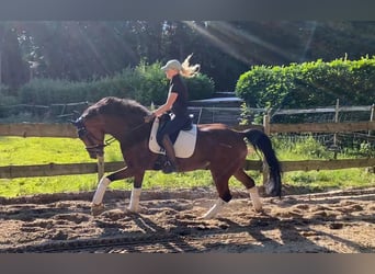 Hannoveriano, Caballo castrado, 8 años, 166 cm, Castaño