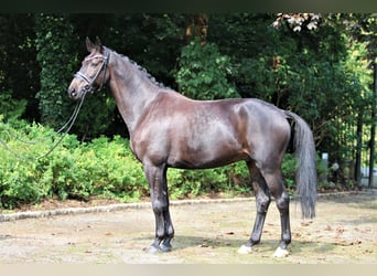 Hannoveriano, Caballo castrado, 8 años, 166 cm, Negro