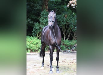 Hannoveriano, Caballo castrado, 8 años, 166 cm, Negro
