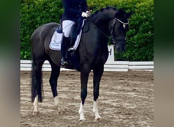 Hannoveriano, Caballo castrado, 8 años, 166 cm, Negro