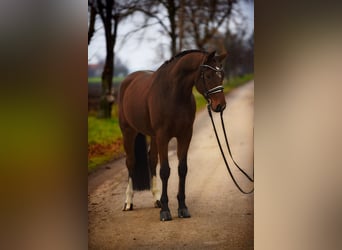 Hannoveriano, Caballo castrado, 8 años, 167 cm, Castaño