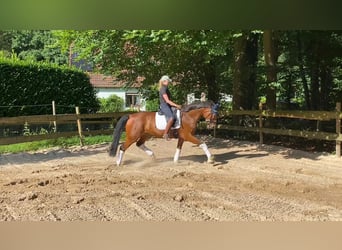 Hannoveriano, Caballo castrado, 8 años, 167 cm, Castaño