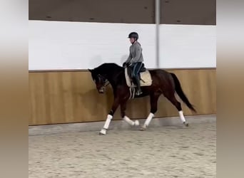 Hannoveriano, Caballo castrado, 8 años, 167 cm, Castaño oscuro