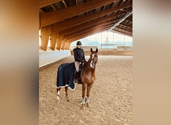 Hannoveriano, Caballo castrado, 8 años, 168 cm, Alazán