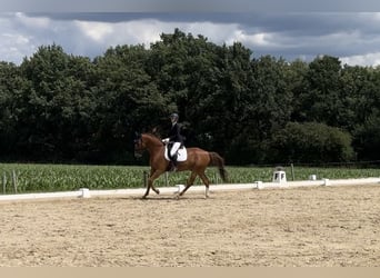 Hannoveriano, Caballo castrado, 8 años, 168 cm, Alazán