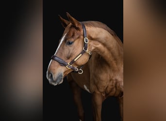 Hannoveriano, Caballo castrado, 8 años, 168 cm, Alazán