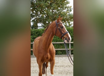 Hannoveriano, Caballo castrado, 8 años, 168 cm, Alazán
