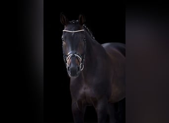 Hannoveriano, Caballo castrado, 8 años, 168 cm, Castaño