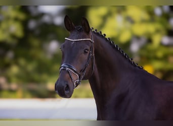 Hannoveriano, Caballo castrado, 8 años, 168 cm, Castaño