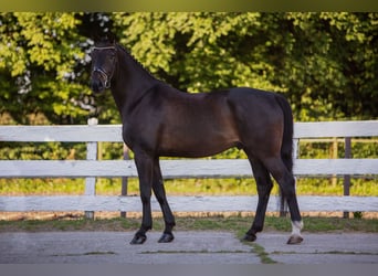 Hannoveriano, Caballo castrado, 8 años, 168 cm, Castaño