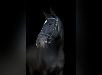 Hannoveriano, Caballo castrado, 8 años, 168 cm, Morcillo