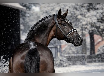 Hannoveriano, Caballo castrado, 8 años, 168 cm, Negro