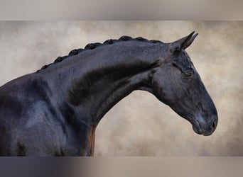 Hannoveriano, Caballo castrado, 8 años, 168 cm, Negro