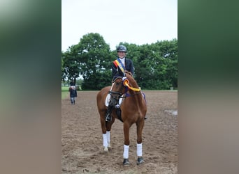 Hannoveriano, Caballo castrado, 8 años, 169 cm, Alazán