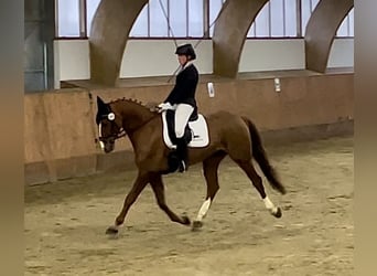 Hannoveriano, Caballo castrado, 8 años, 169 cm, Alazán