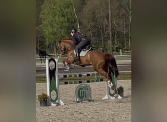 Hannoveriano, Caballo castrado, 8 años, 169 cm, Alazán