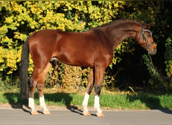 Hannoveriano, Caballo castrado, 8 años, 169 cm, Castaño