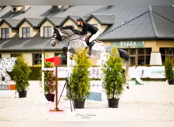 Hannoveriano, Caballo castrado, 8 años, 169 cm, Tordo
