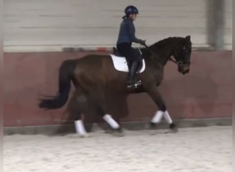 Hannoveriano, Caballo castrado, 8 años, 170 cm, Castaño