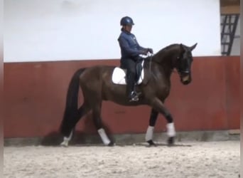 Hannoveriano, Caballo castrado, 8 años, 170 cm, Castaño