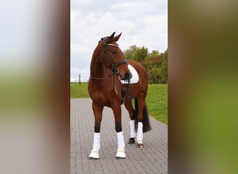Hannoveriano, Caballo castrado, 8 años, 170 cm, Castaño