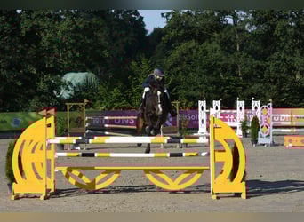 Hannoveriano, Caballo castrado, 8 años, 170 cm, Castaño oscuro