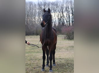 Hannoveriano, Caballo castrado, 8 años, 170 cm, Castaño oscuro