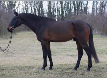 Hannoveriano, Caballo castrado, 8 años, 170 cm, Castaño oscuro