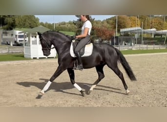 Hannoveriano, Caballo castrado, 8 años, 170 cm, Negro