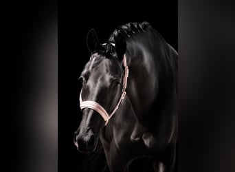 Hannoveriano, Caballo castrado, 8 años, 170 cm, Negro