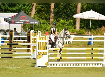 Hannoveriano, Caballo castrado, 8 años, 170 cm, Tordo