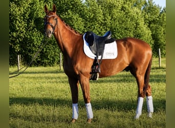Hannoveriano, Caballo castrado, 8 años, 171 cm, Alazán