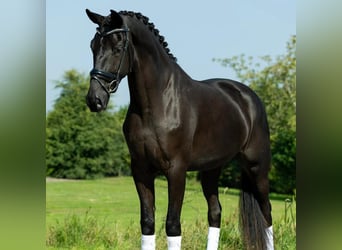 Hannoveriano, Caballo castrado, 8 años, 171 cm