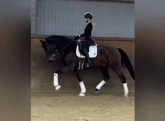 Hannoveriano, Caballo castrado, 8 años, 171 cm, Castaño